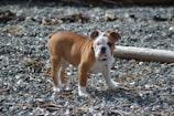 A young bulldog with a brown and white coat standing on a rocky surface, looking towards the camera.