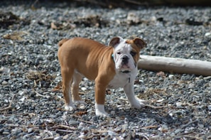 A young bulldog with a brown and white coat standing on a rocky surface, looking towards the camera.