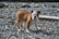 A young bulldog with a brown and white coat standing on a rocky surface, looking towards the camera.