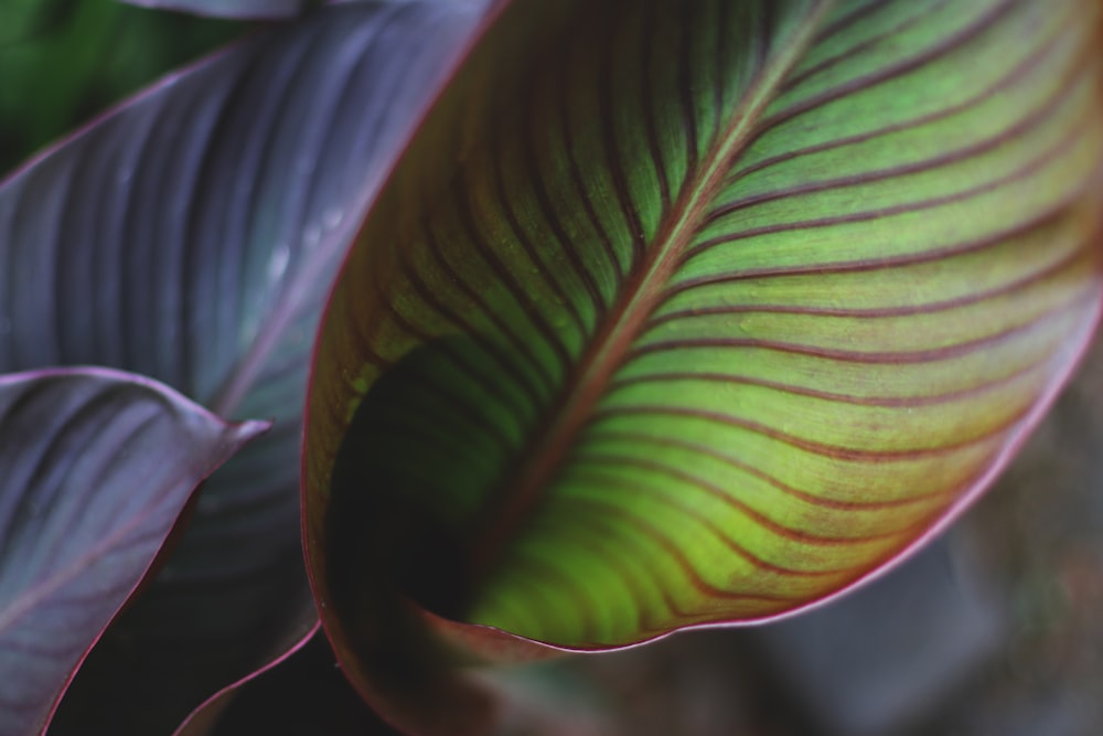 green and red leaves