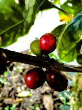 A smiling coffee farmer showing ripe coffee cherries in a lush green plantation.