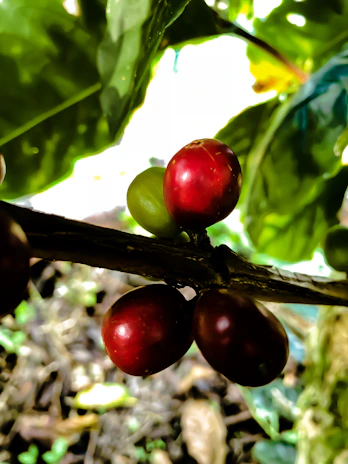 Close-up of ripe coffee cherries hanging on a lush green coffee plant.
