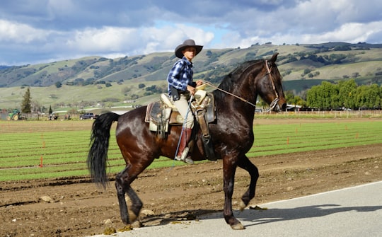 man riding horse in Gilroy United States