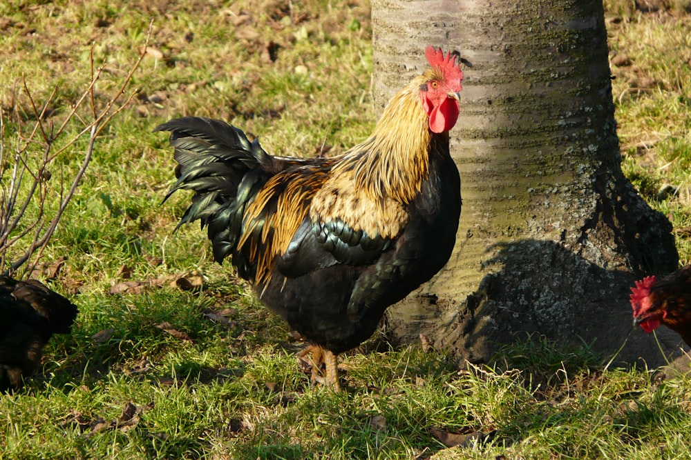 black and brown rooster beside of hen