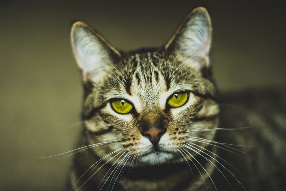 Gato atigrado marrón en fotografía macro