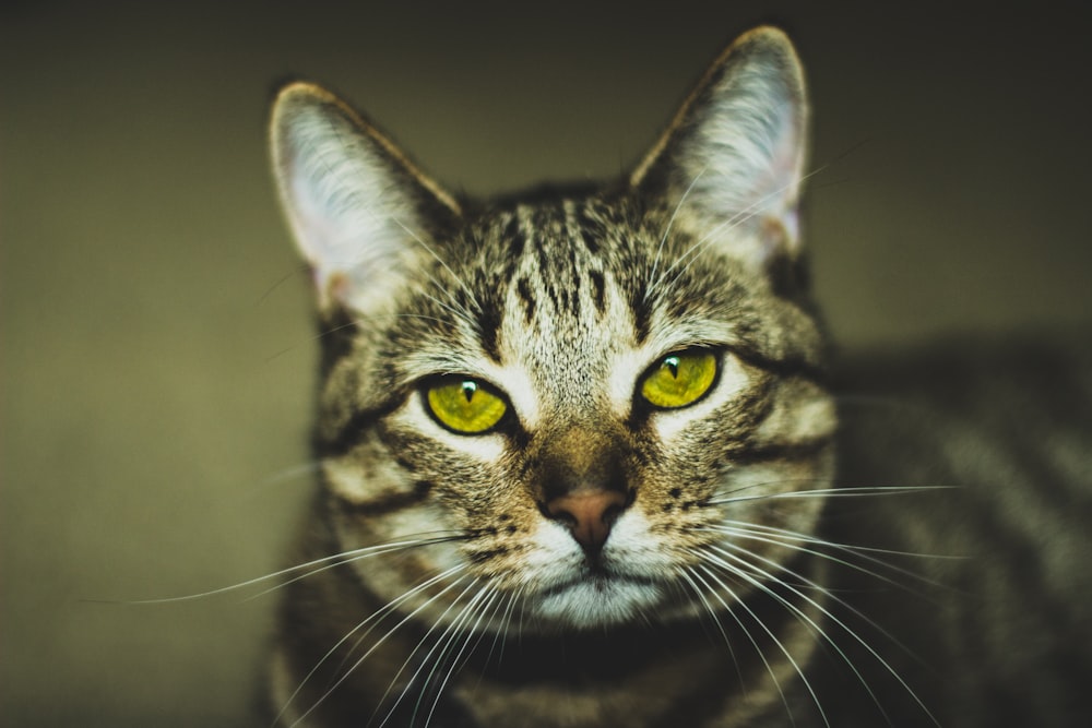 gato tabby marrom na fotografia macro