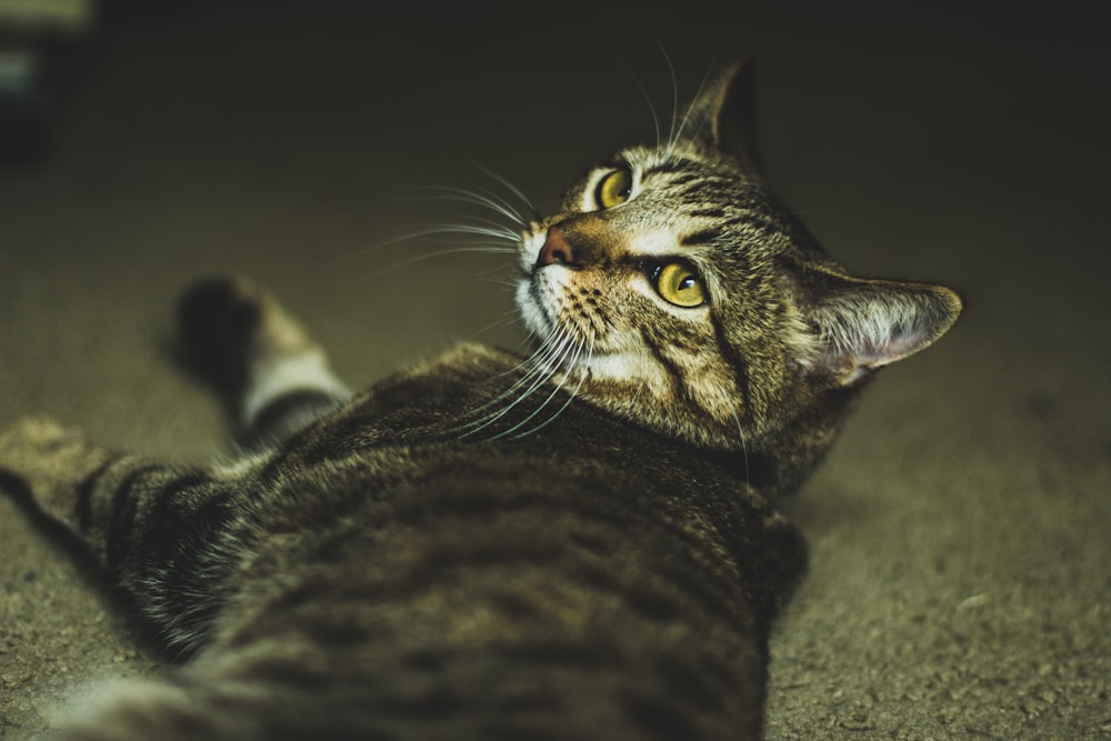 灰色のぶち猫の浅い焦点写真