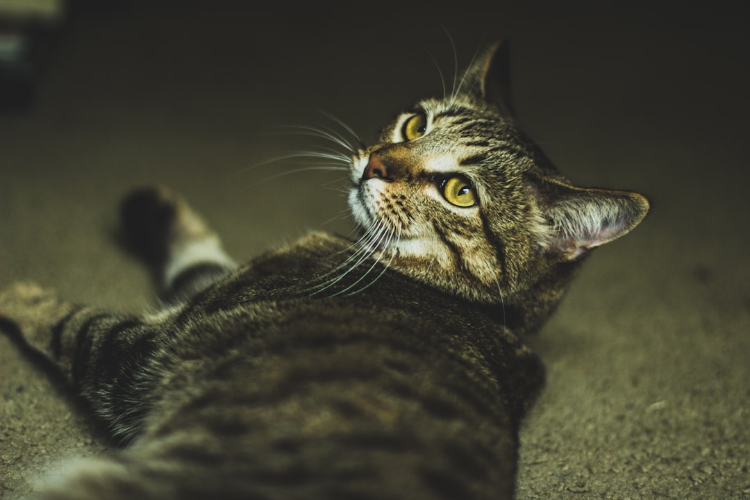 shallow focus photography of gray tabby cat