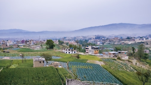 Agroforestry land with mixed crops and trees in a rural setting.