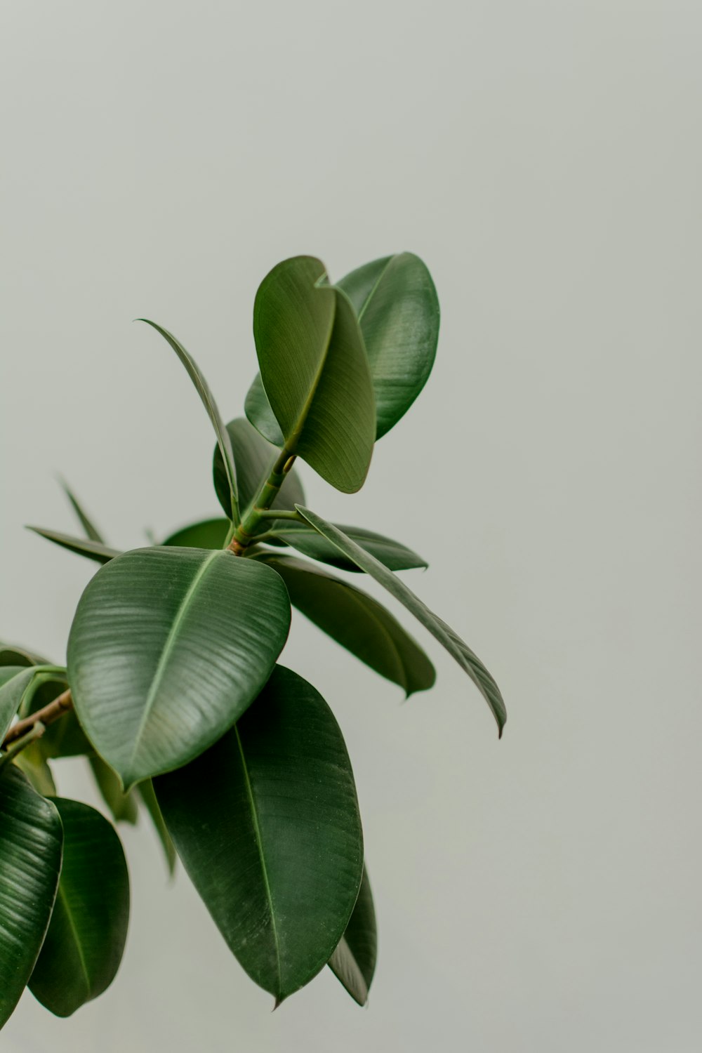 selective focus photography of green leafed plant