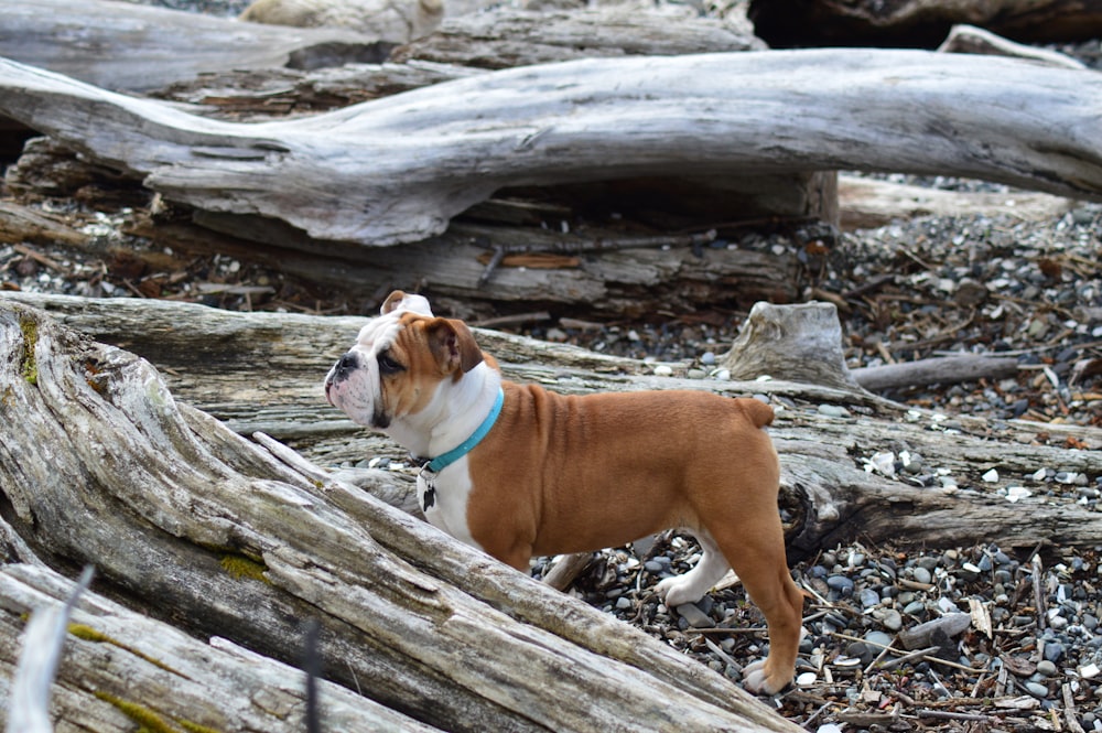 a brown and white dog standing on top of a pile of wood