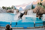 killer whale on body of water