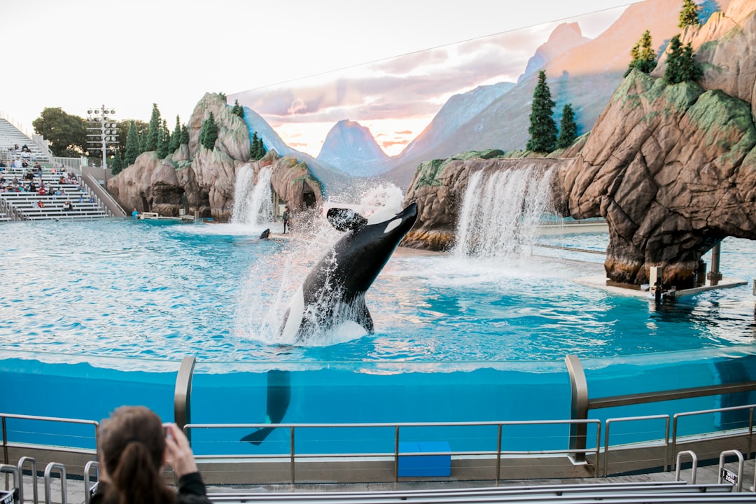 killer whale on body of water