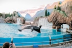 black dolphin