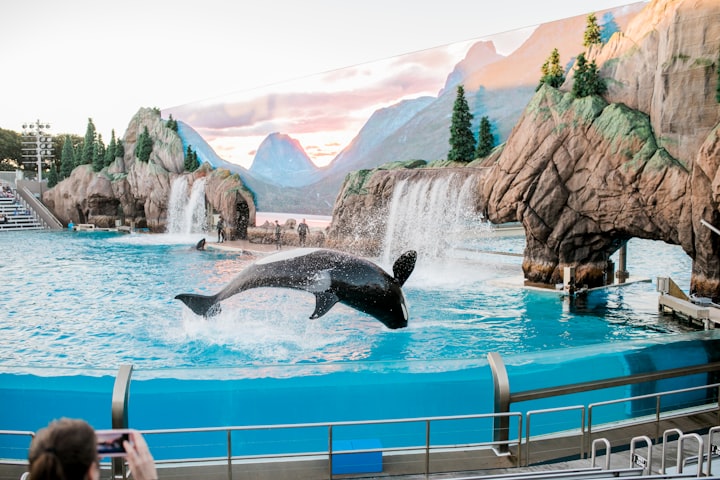 The Negative Impact Of Captivity On Orcas