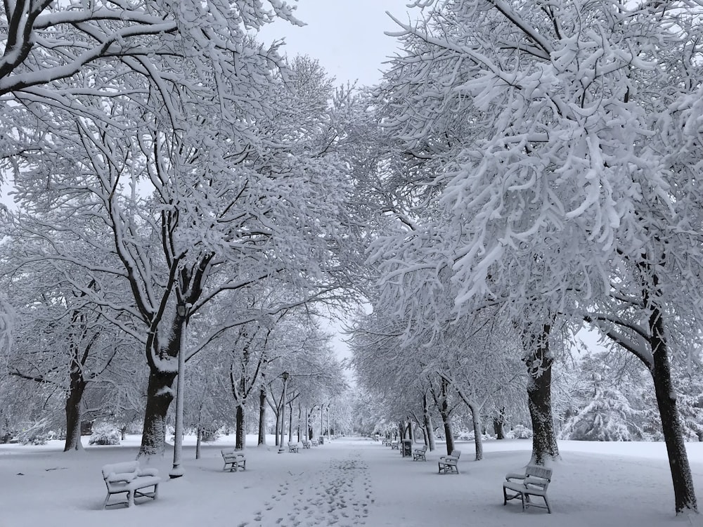 panchine all'aperto innevate vicino agli alberi