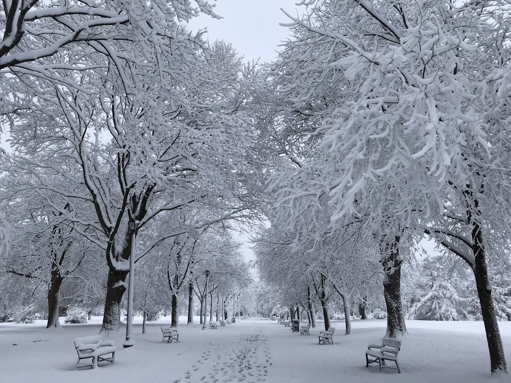 snowy outdoor benches near trees