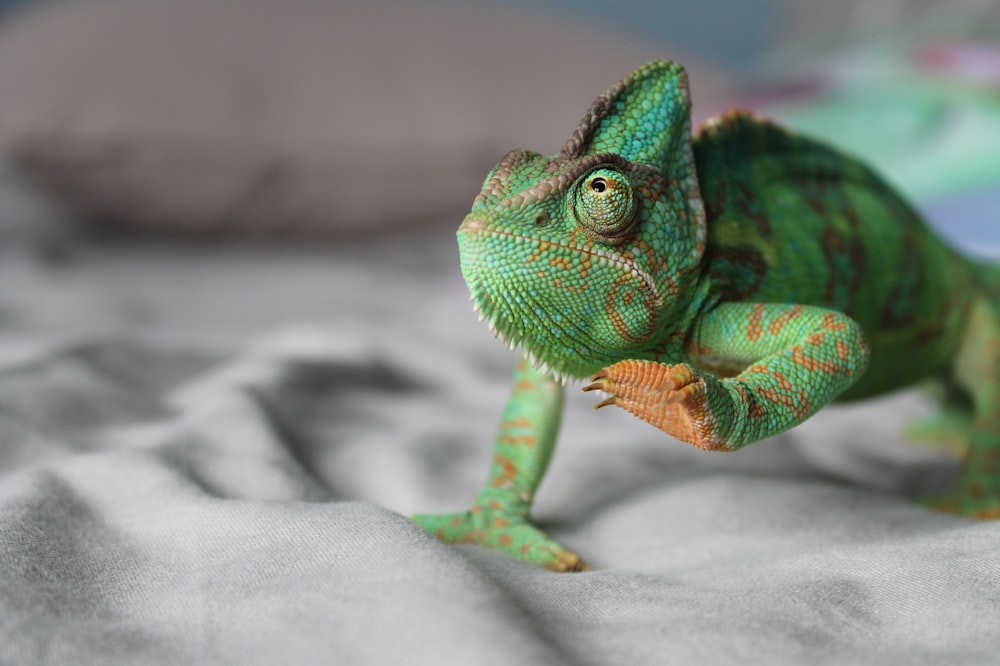 green chameleon lifting left leg