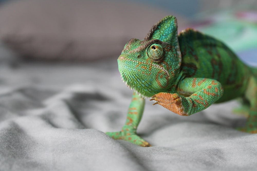 caméléon vert soulevant la jambe gauche