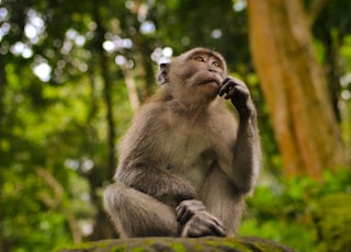 gray monkey in bokeh photography
