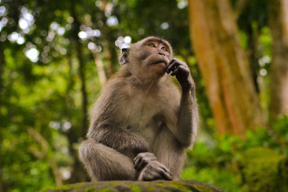 gray monkey in bokeh photography