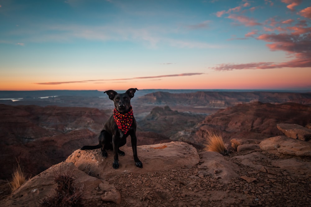 Kurzhaariger schwarzer Hund, der auf einem Felsen sitzt