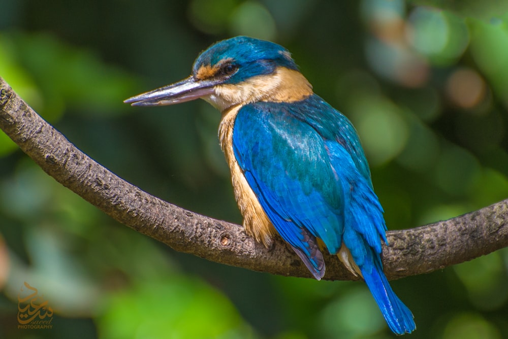 a blue and yellow bird sitting on a tree branch