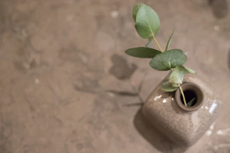 Close-up of a handcrafted porcelain vase with a delicate green plant inside, set on a minimalist wooden table.
