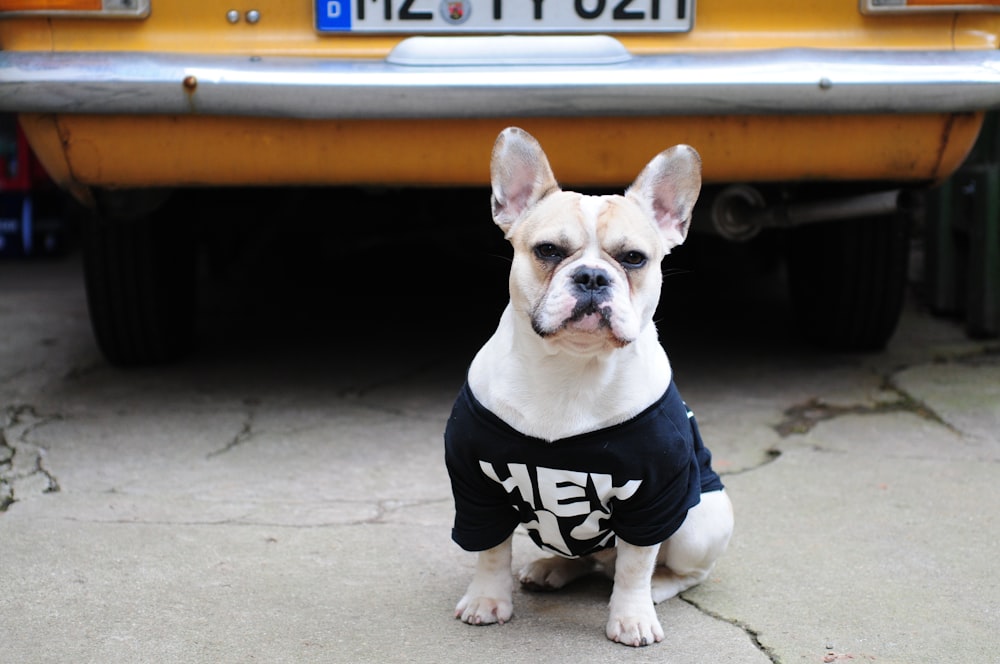 シャツを着た犬のセレクティブフォーカス写真