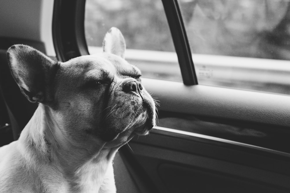 a black and white photo of a dog looking out a car window