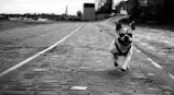 Joyful dog running freely outdoors, symbolizing regained mobility and freedom after vetvida ortho care.