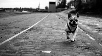 A small dog joyfully runs along a cobblestone path. The background features a somewhat blurry, expansive outdoor area with trees and distant structures, giving a sense of freedom and movement.