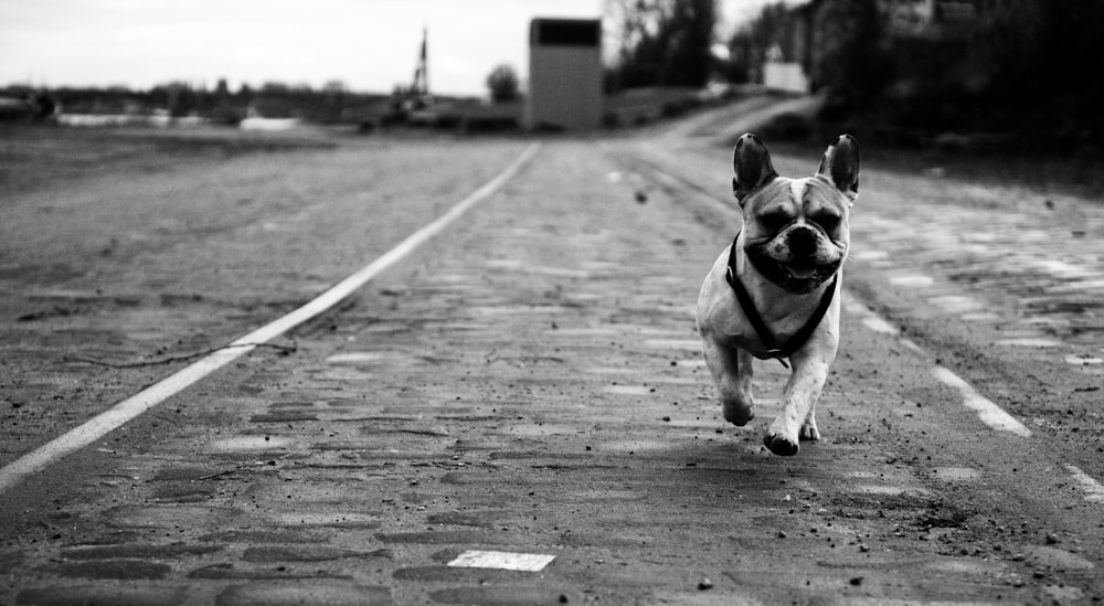 Una foto in bianco e nero di un cane che corre lungo una strada