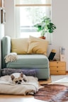 beige puppy lying on brown dog bed in a living room