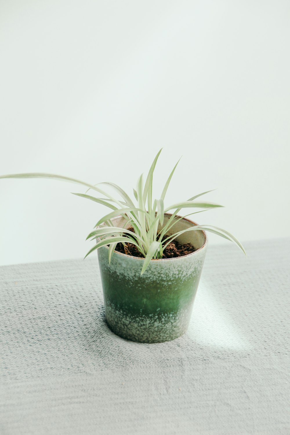 pianta ragno bianca su vaso verde