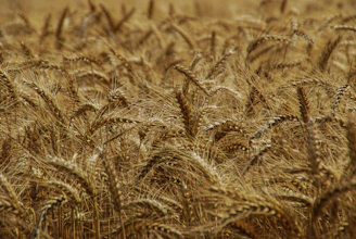 selective focus photography wheat field