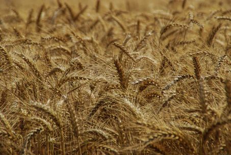 selective focus photography wheat field