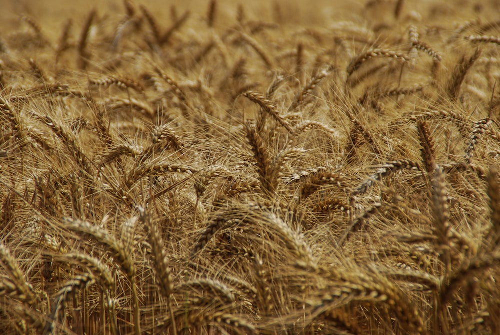selective focus photography wheat field
