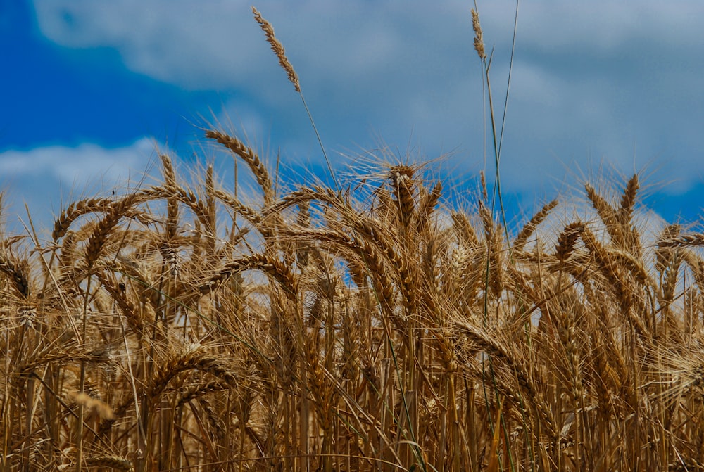 Campo de trigo durante el día