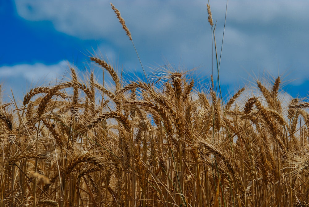 wheat field at daytime