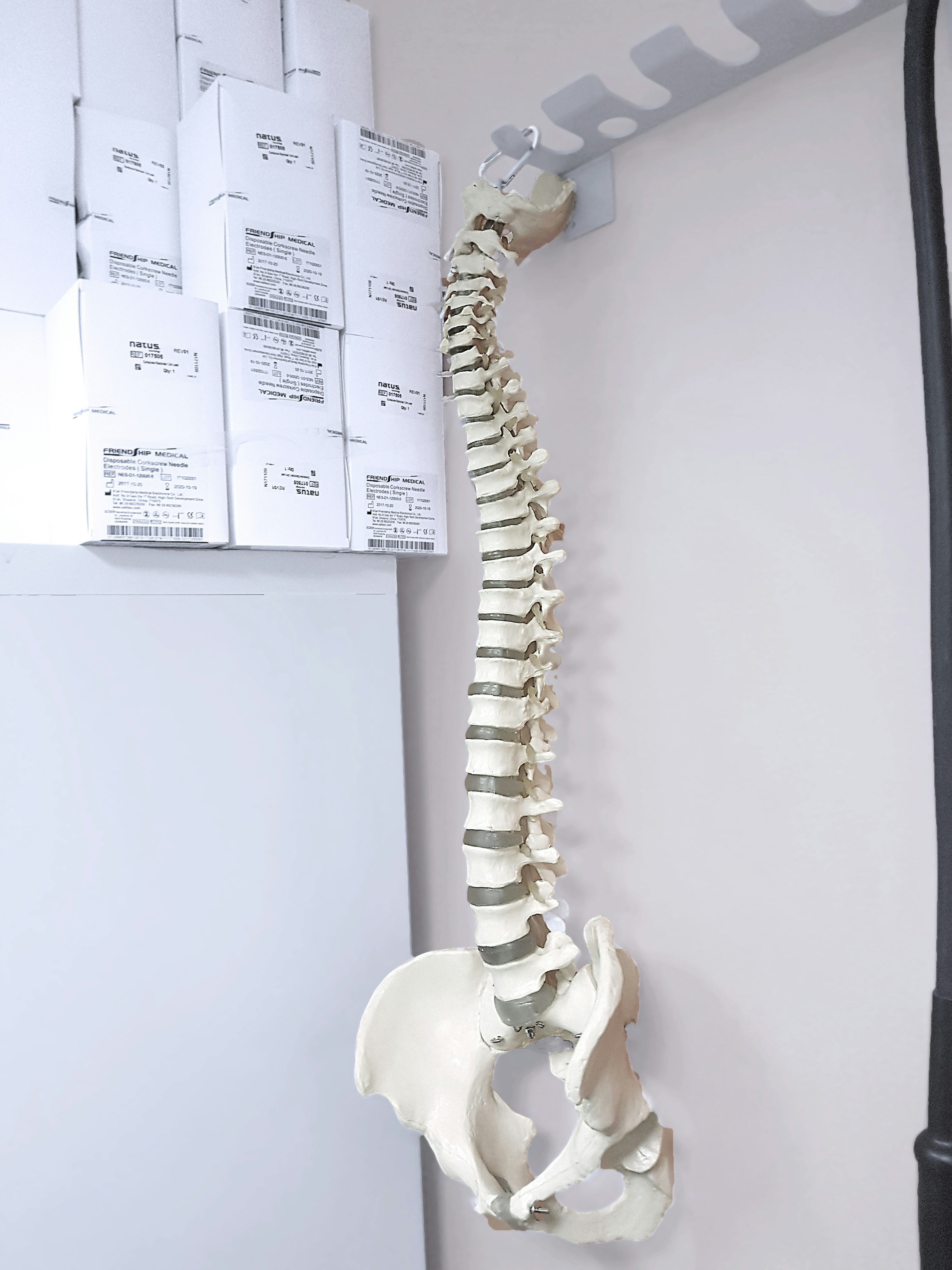 Spine model in warm studio lighting against dark wooden surface