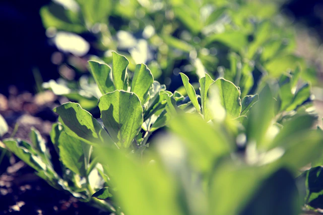 Close-up of lush green leaves with soft sunlight filtering through, evoking a sense of natural care.