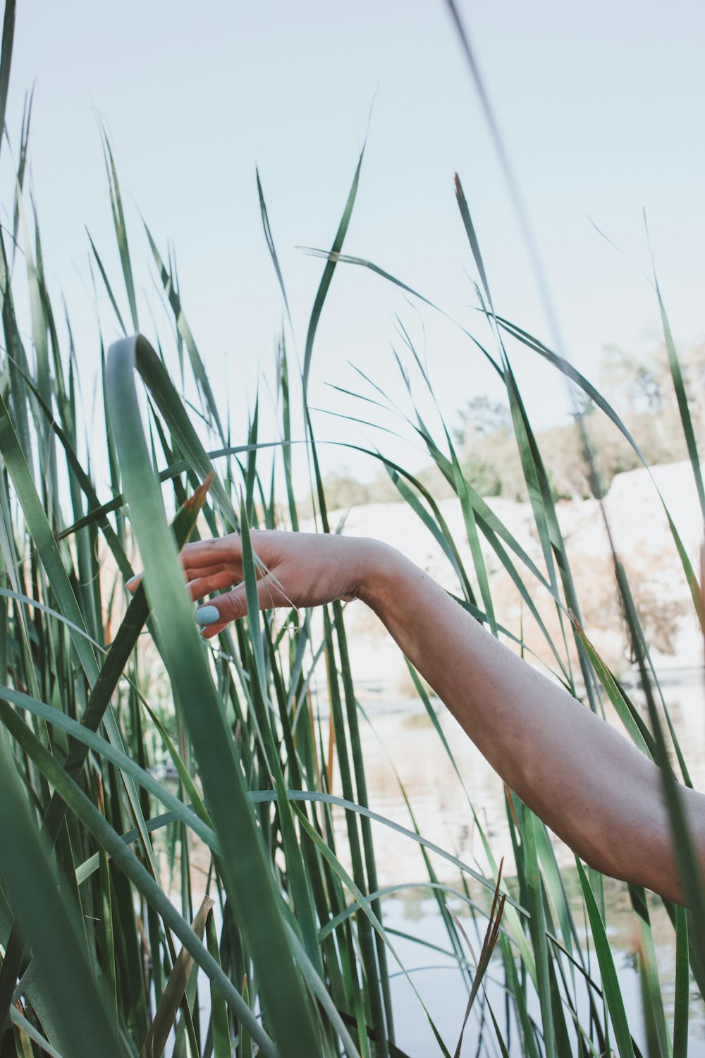 person touching green grass near body of water at daytime