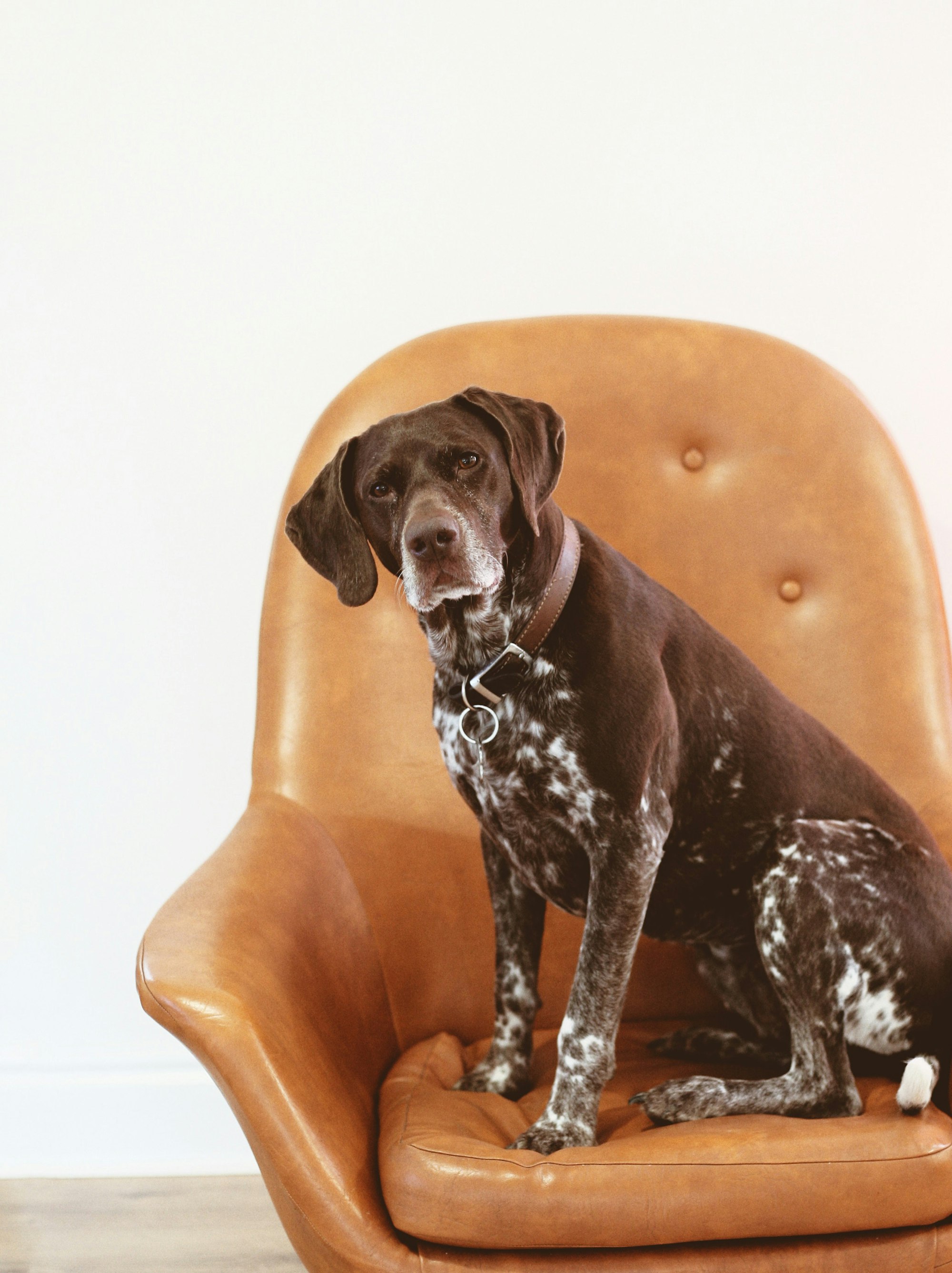 short-coated black and white dog having collar on orange leather armchair