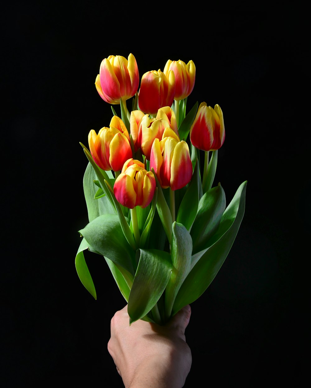 pessoa segurando flores de tulipa amarelas e vermelhas