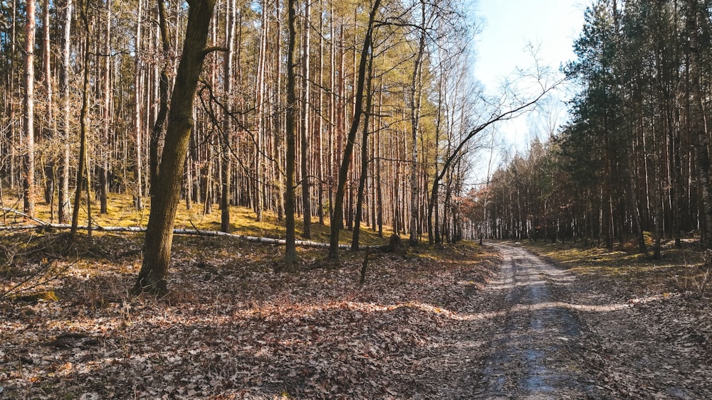 a dirt road in the middle of a forest