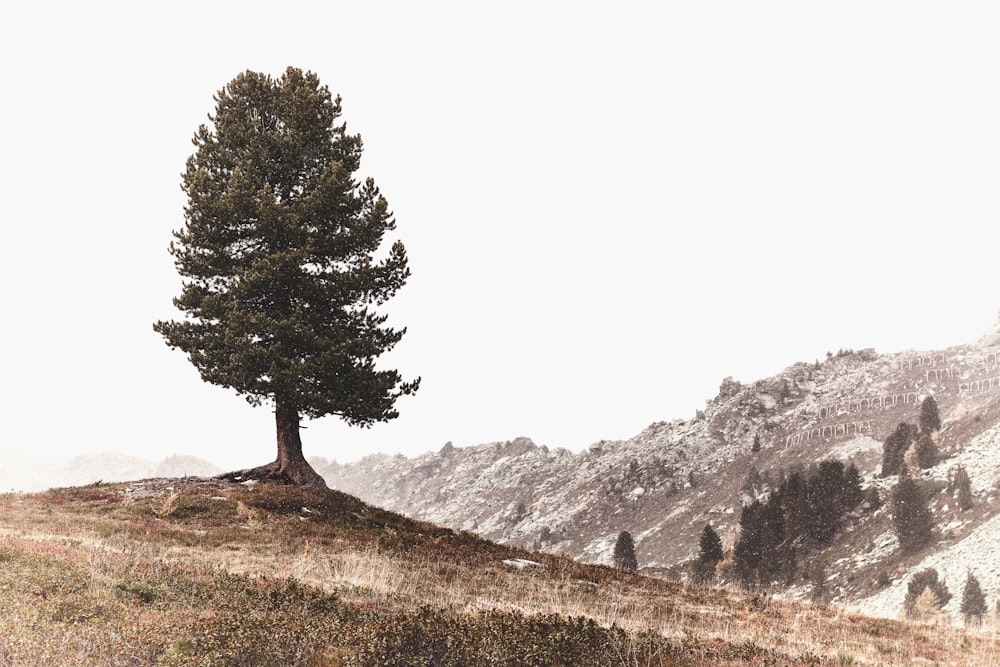 green leafed tree on mountain