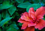 A vibrant red hibiscus flower with delicate petals and a prominent yellow stamen extending from its center. Surrounding the flower are lush green leaves that provide a rich, natural backdrop.