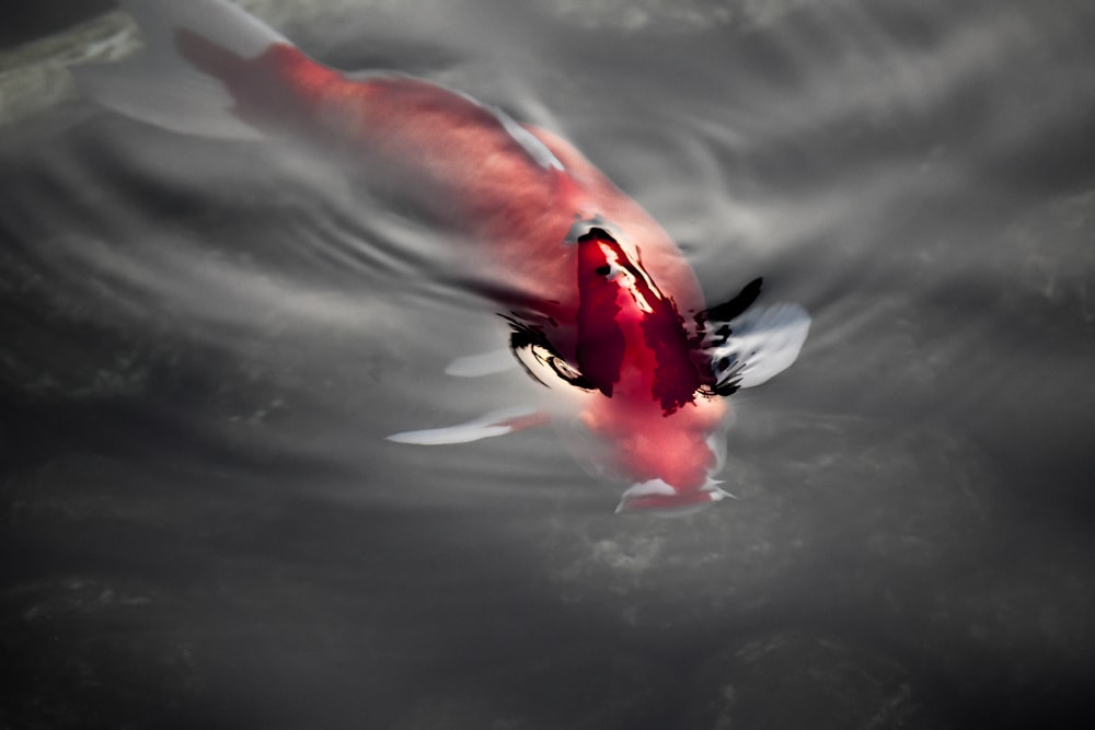 koi fish on water