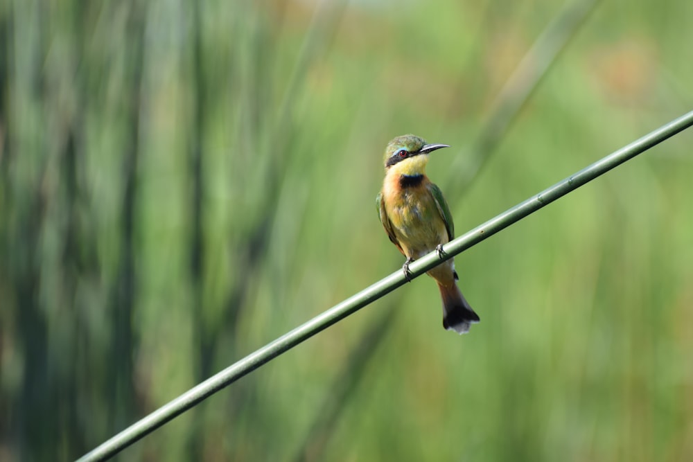 pájaro de pico largo de vientre amarillo en palo de bambú negro